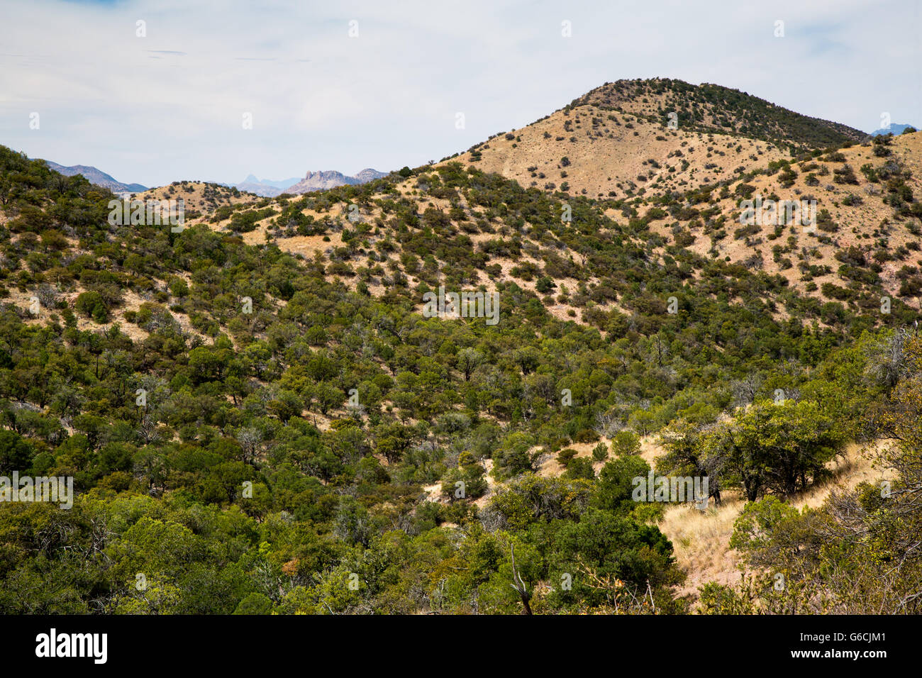 The Canelo Hills in southern Arizona with a forest of juniper, oak, and pinyon pine trees. Coronado National Forest, Arizona Stock Photo