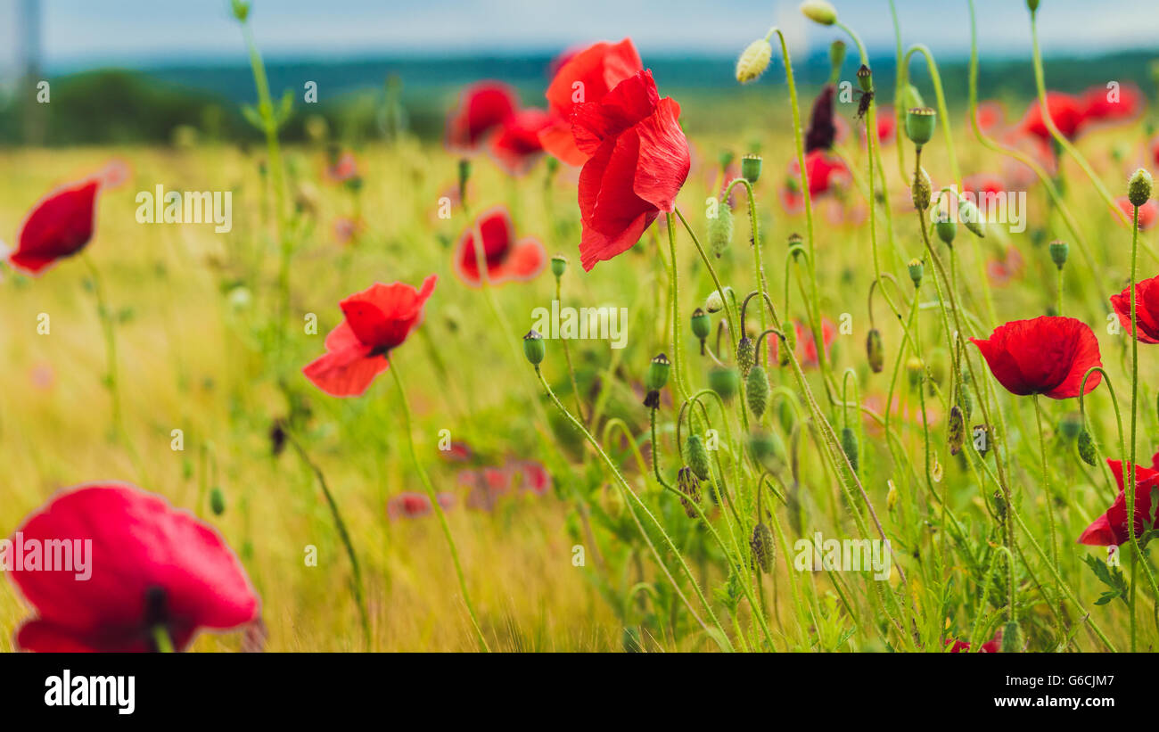 Red poppy on the green field with wheat Stock Photo - Alamy