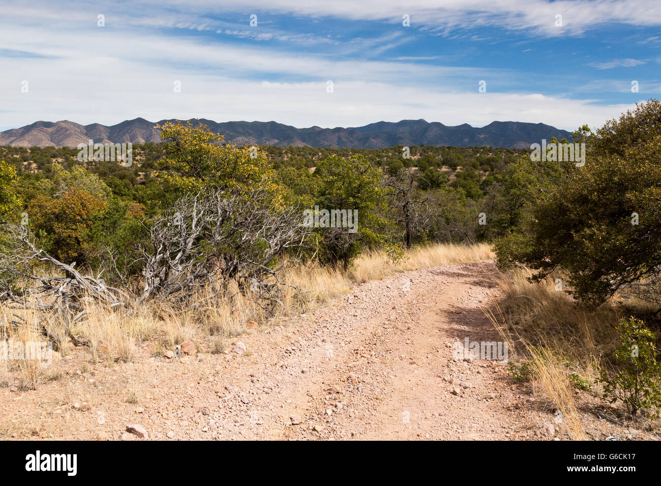 The Arizona Trail through a forest of oak, pinyon pine, and juniper trees in the Canelo Hills. Coronado National Forest, Arizona Stock Photo