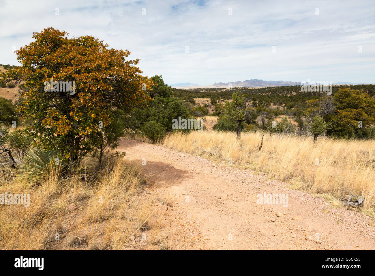 The Arizona Trail through a forest of oak, pinyon pine, and juniper