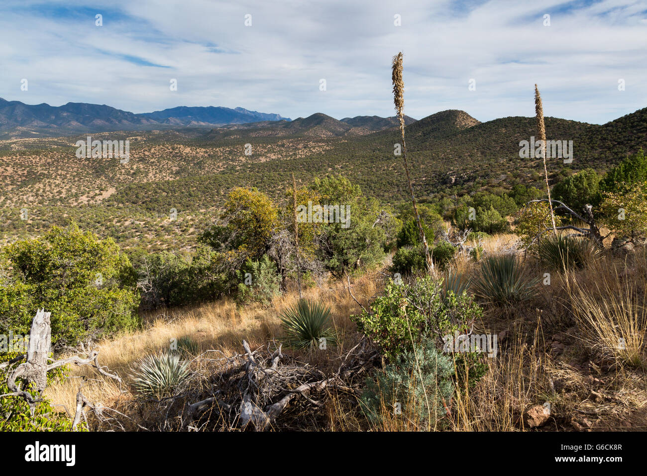The Arizona Trail winding through oak trees on its way toward the