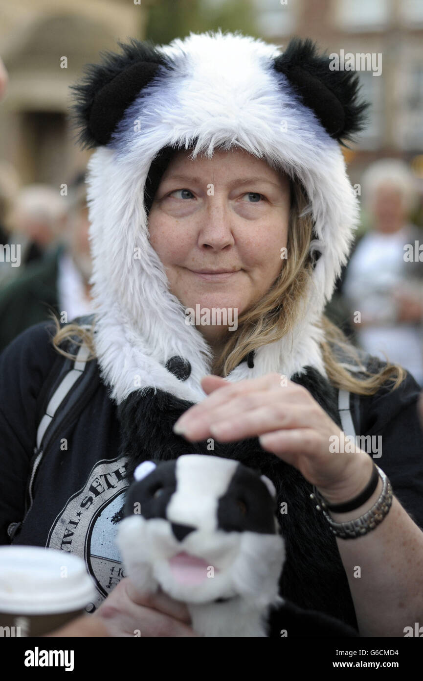 Badger cull protest. A protester in Minehead during an event organised by Somerset Badger Patrol, against the planned cull. Stock Photo