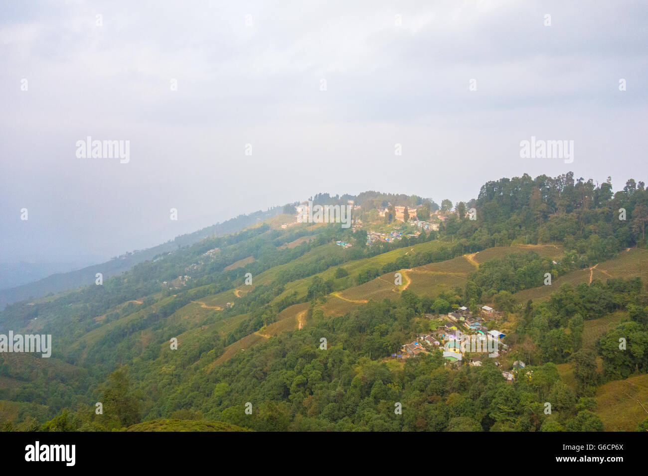 Happy Valley Tea Estate, Darjeeling, West Bengal, India Stock Photo
