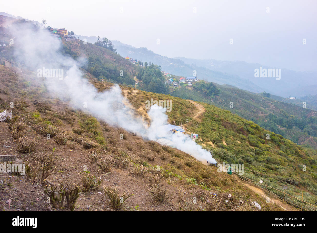 Tea plantation wastage being burnt at Happy Valley Tea Estate, Darjeeling, West Bengal, India Stock Photo