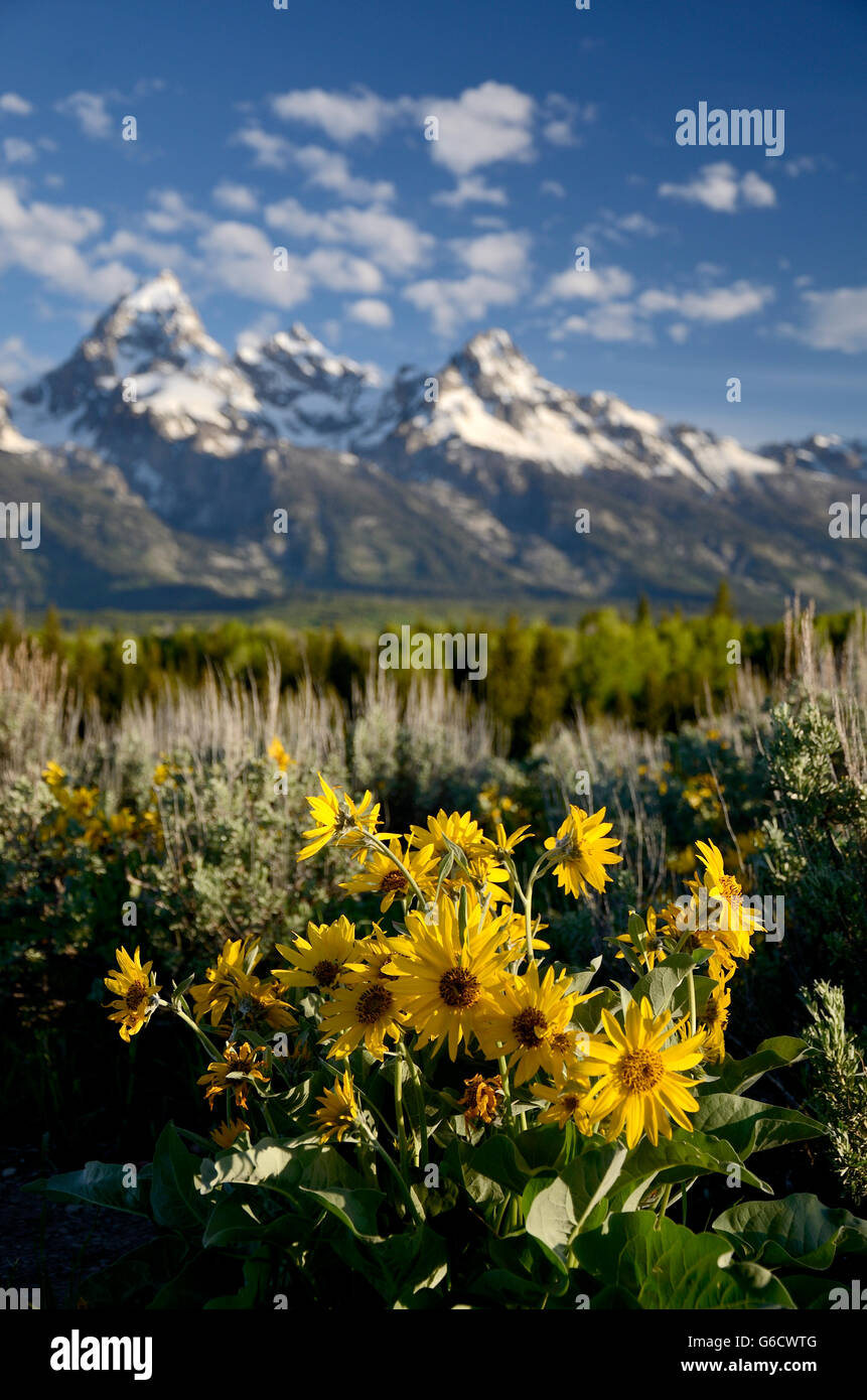 Sunflower in Wyoming in the back Grand Teton. Stock Photo