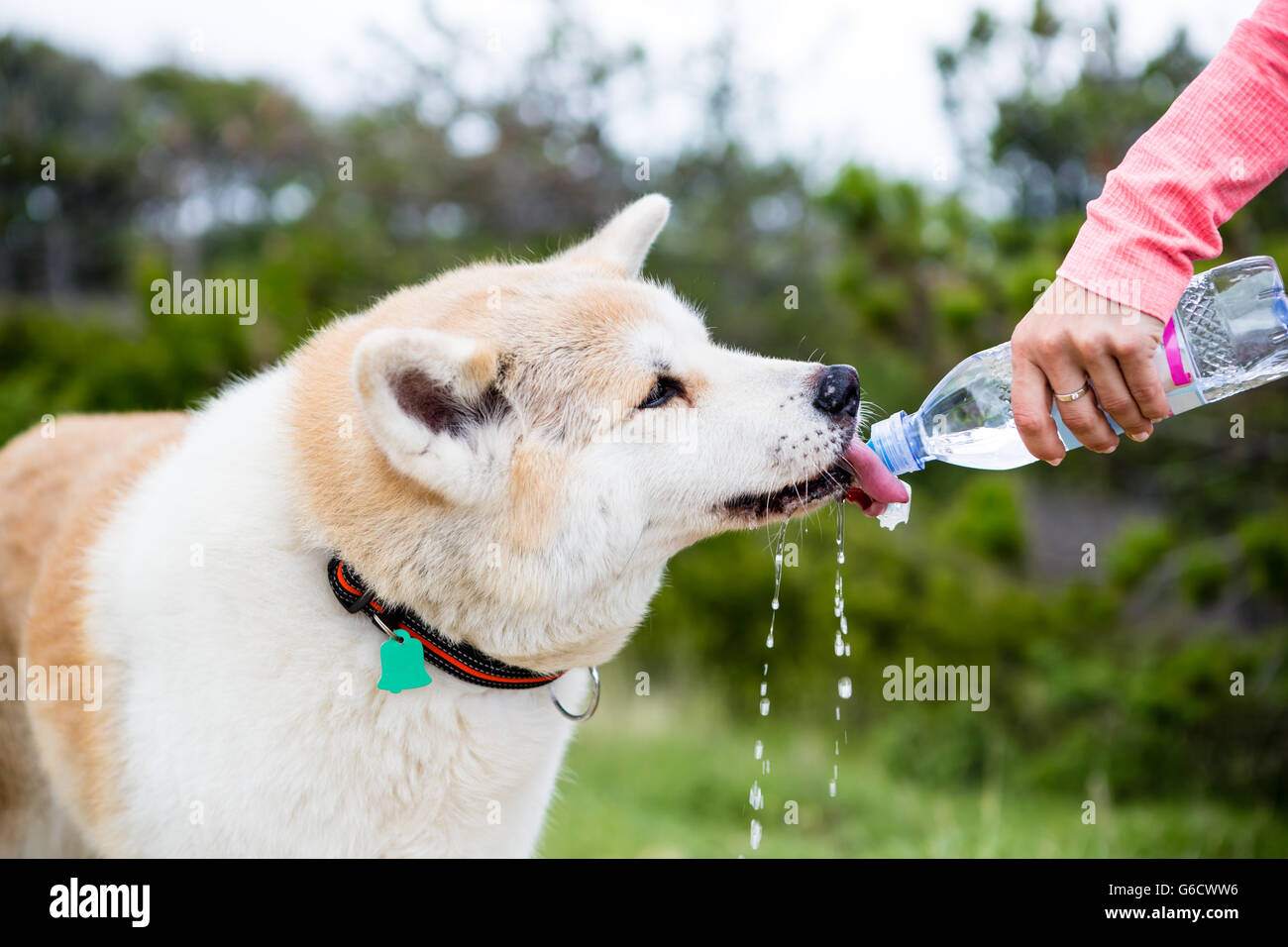 Hiking with dog in mountains and drinking water. Akita Inu dog drinks