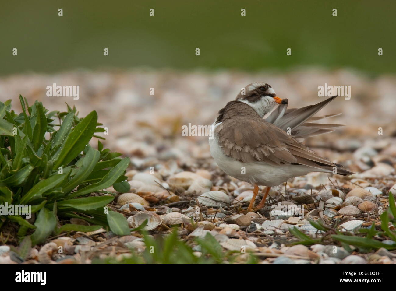 common ringed plover, Texel, Netherlands / (Charadrius hiaticula) Stock Photo