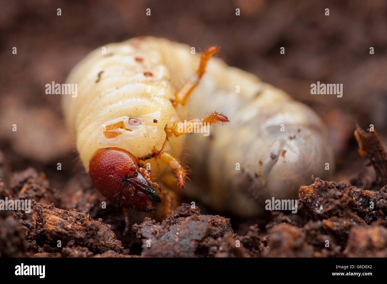European rhinoceros beetle, grub, Germany / (Oryctes nasicornis) Stock Photo