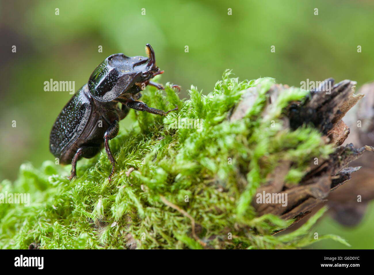 Stag beetle, Germany / (Sinodendron cylindricum) Stock Photo