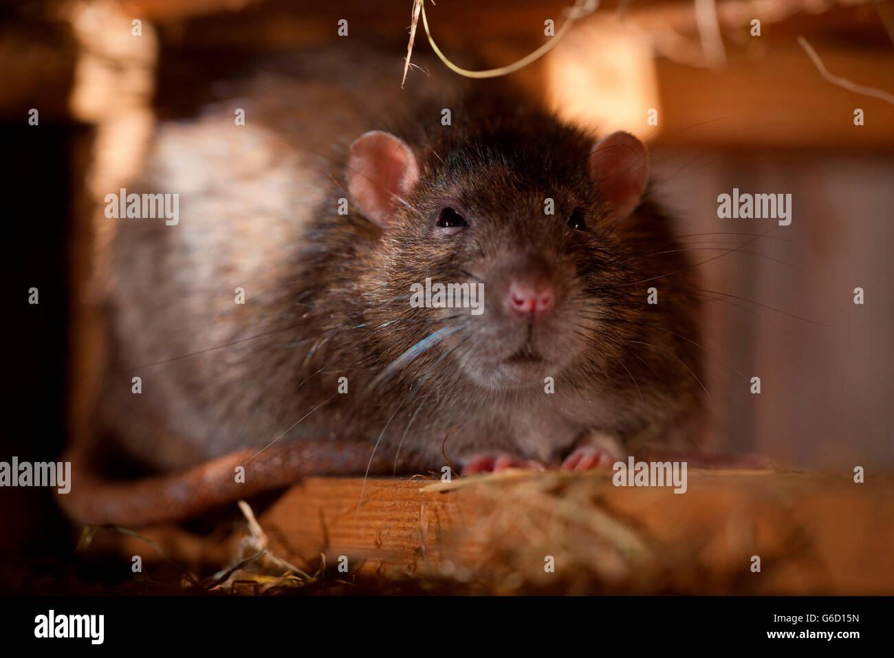 rat, in hiding place, Germany / (Rattus norvegicus forma domestica) Stock Photo