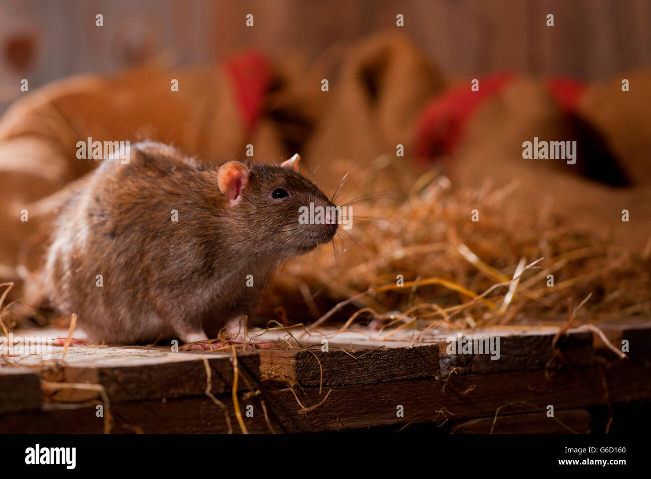 rat, Germany / (Rattus norvegicus forma domestica) Stock Photo