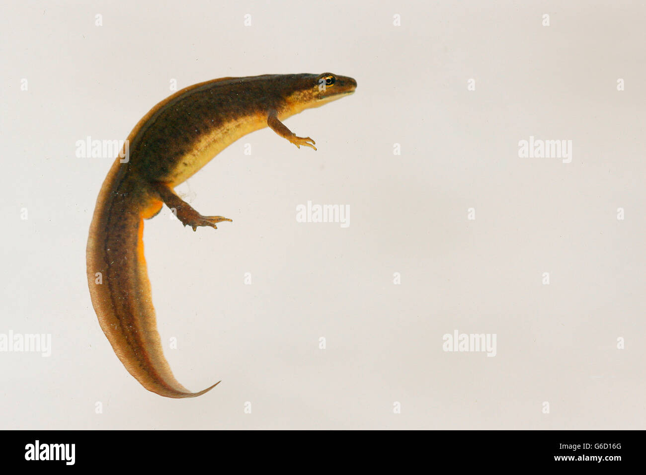 smooth newt, female, Germany / (Lissotriton vulgaris) Stock Photo