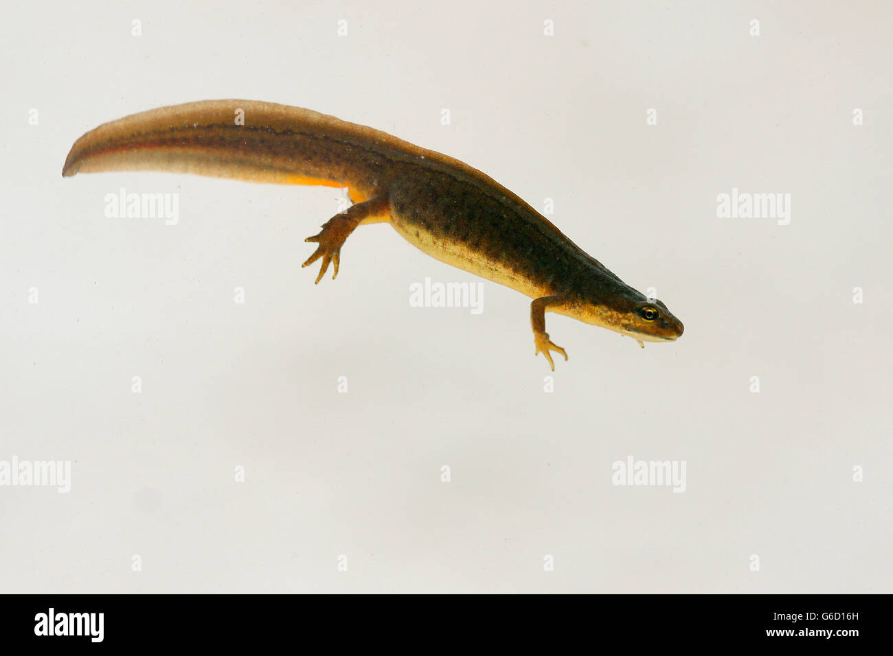 smooth newt, female, Germany / (Lissotriton vulgaris) Stock Photo