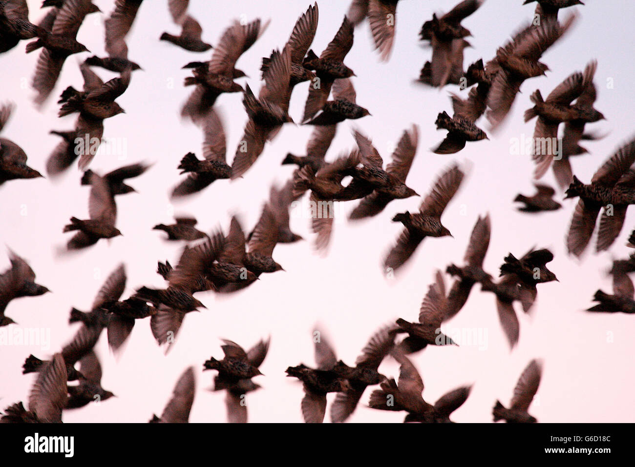 common starling, swarm of birds, migratory birds, Germany / (Sturnus vulgaris) Stock Photo