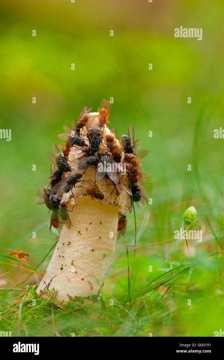 common stinkhorn, flies on, Germany / (Phallus impudicus) Stock Photo