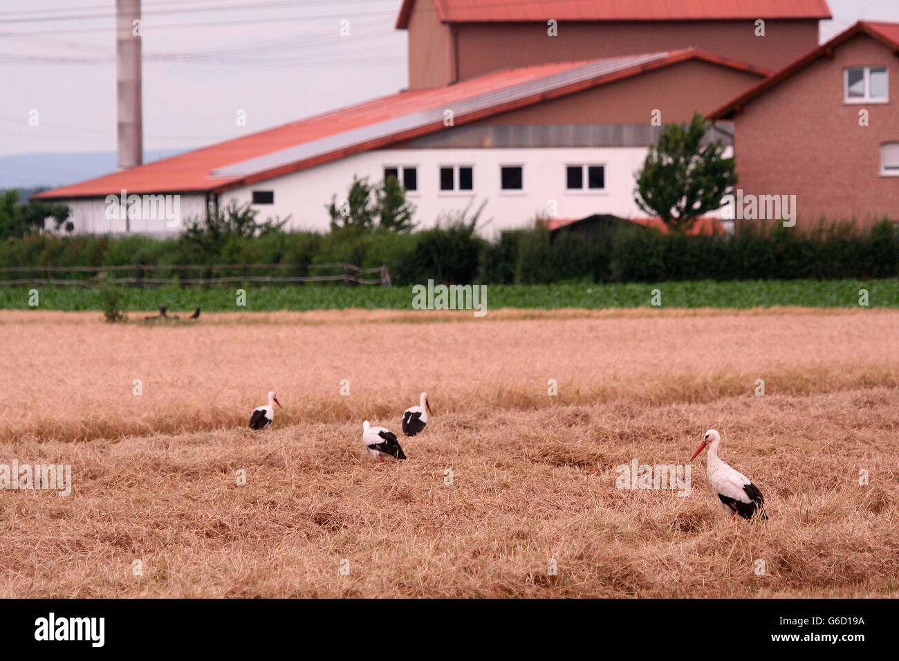 white stork, cornfield, harvested, Germany / (Ciconia ciconia) Stock Photo