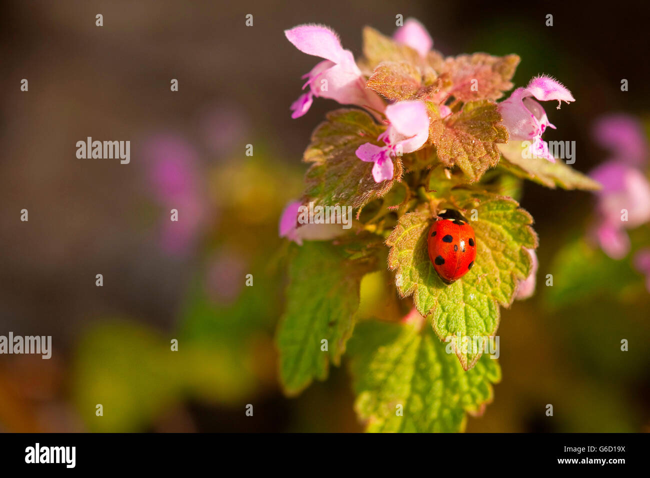 seven-spot ladybird, red deadnettle, Germany / (Coccinella septempunctata) (Lamium purpureum) Stock Photo