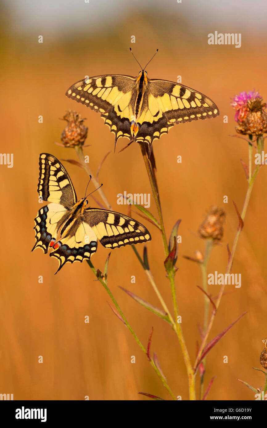 Old World Swallowtail, Germany / (Papilio machaon) Stock Photo