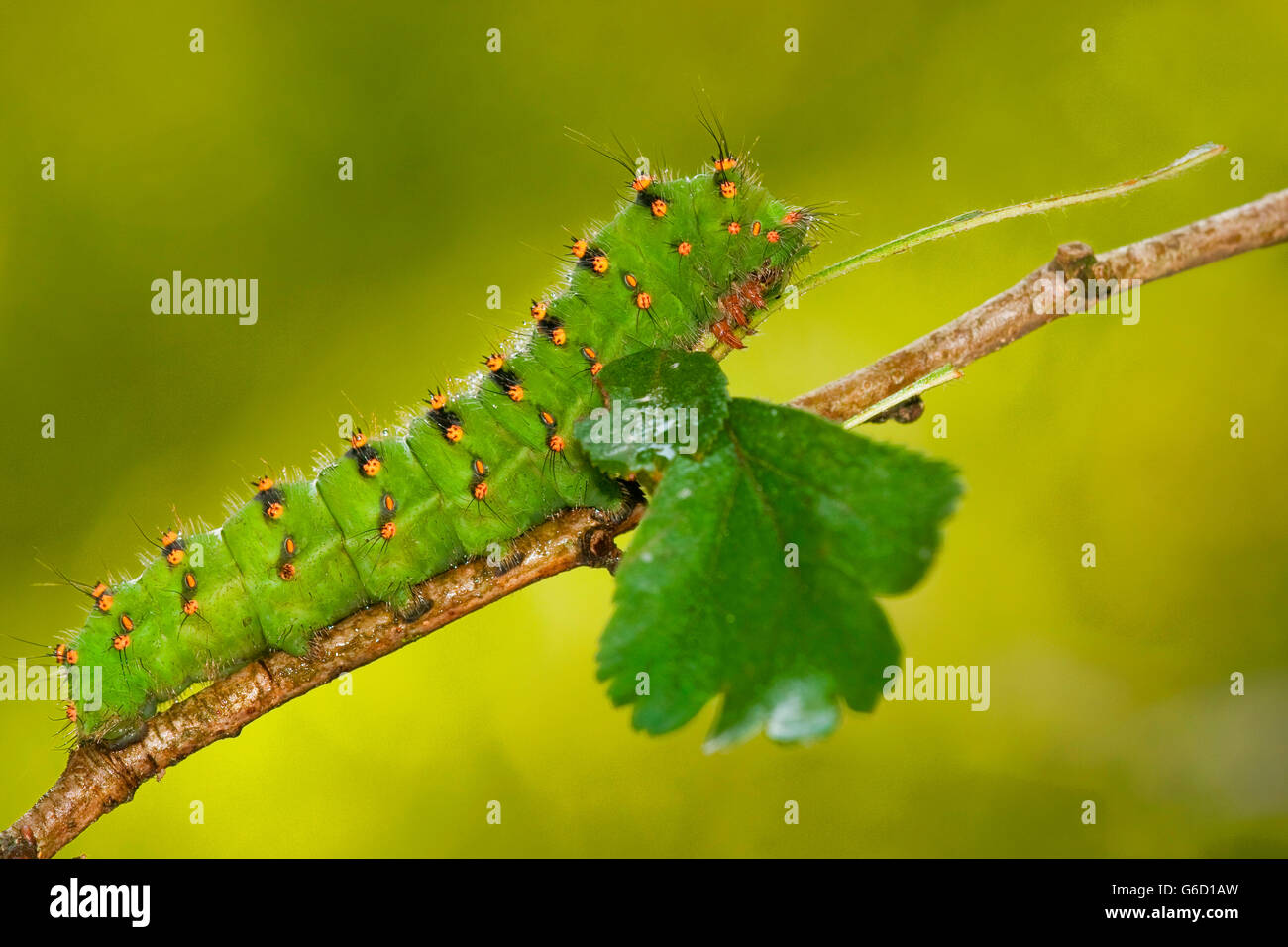 Small Emperor Moth, caterpillar, Germany / (Saturnia pavonia Stock ...