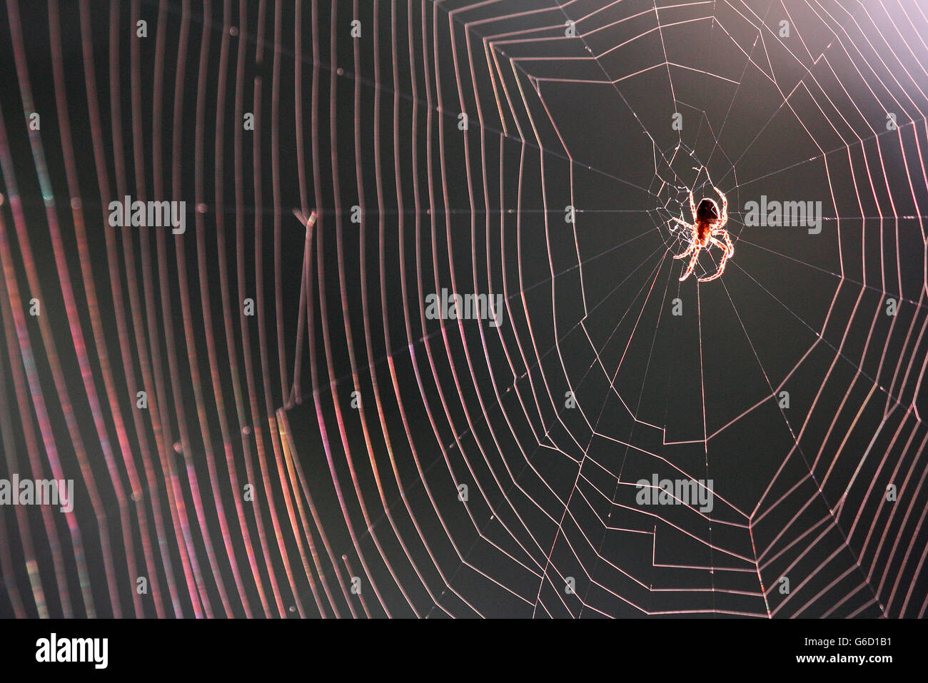 typical orb-weaver spiders, spider's web, Germany / (Araneidae) Stock Photo