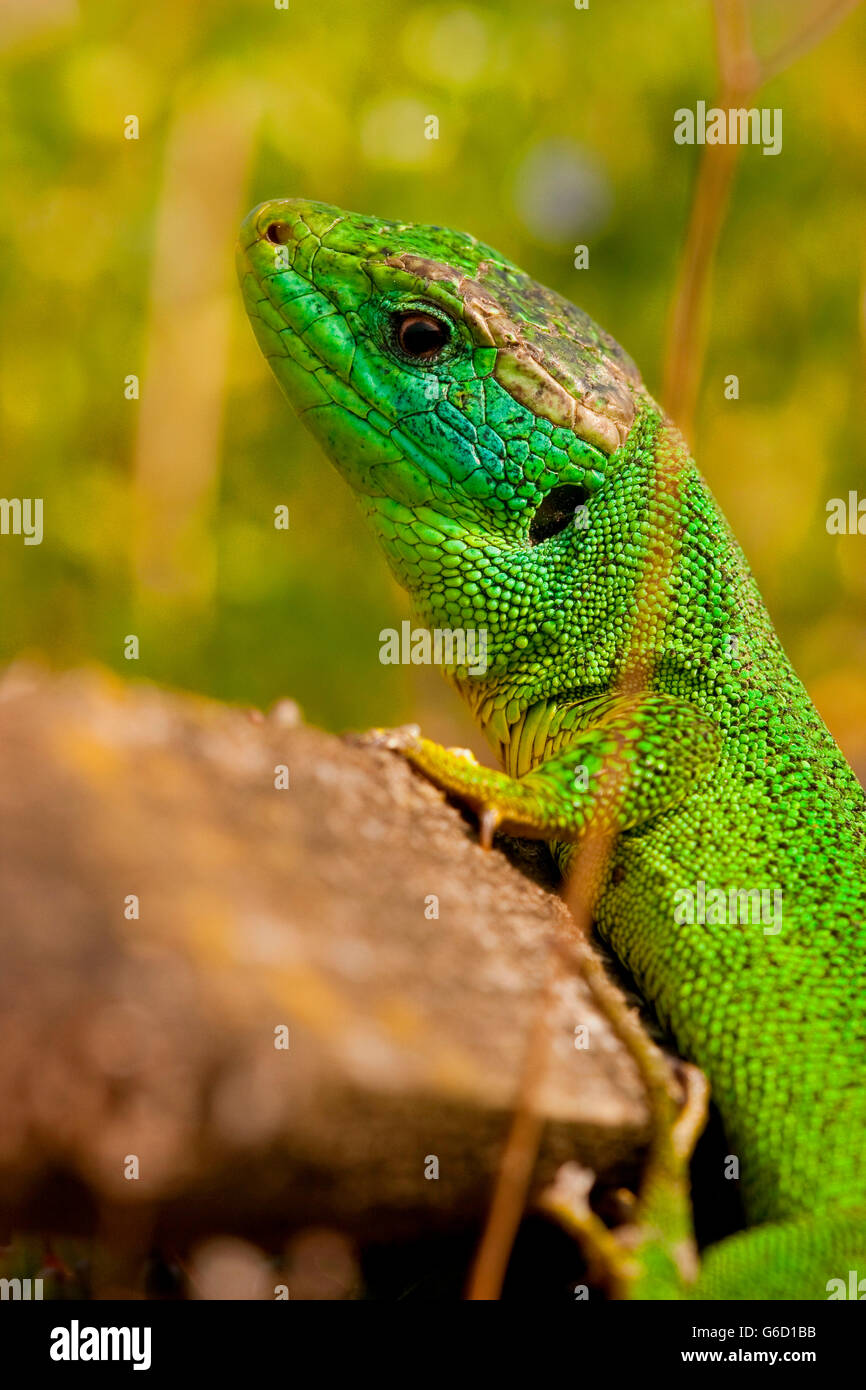 Lacerta bilineata hires stock photography and images Alamy
