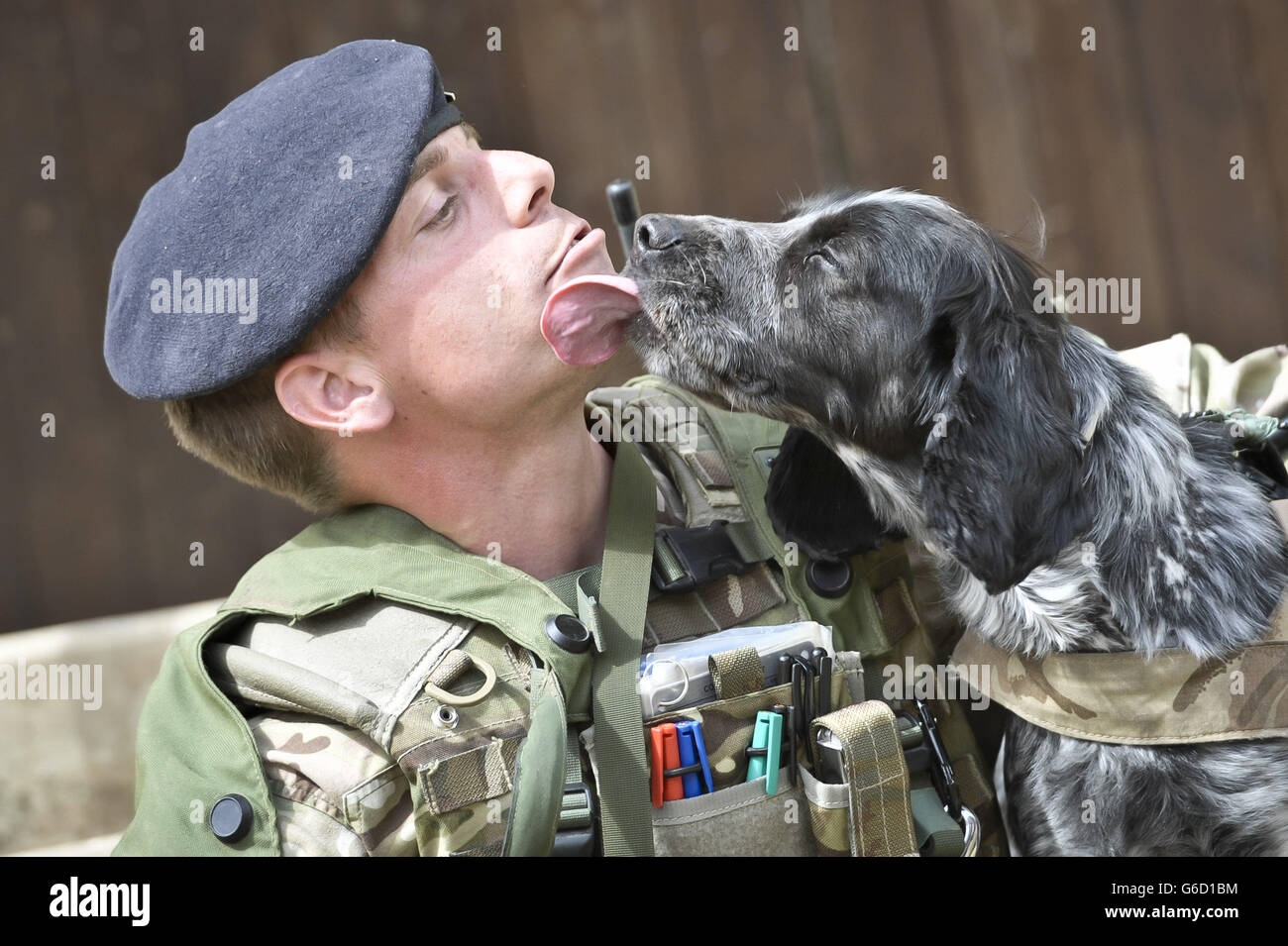Military working dog Quin the seven-year-old cocker spaniel sneaks a cheeky kiss from his handler Lance Corporal Stu Downer, 1 Military Working Dogs, 30, from Kent as he takes a break from training on Salisbury Plain as 7th Armoured Brigade prepare to deploy to Afghanistan on Operation Herrick 19. Stock Photo