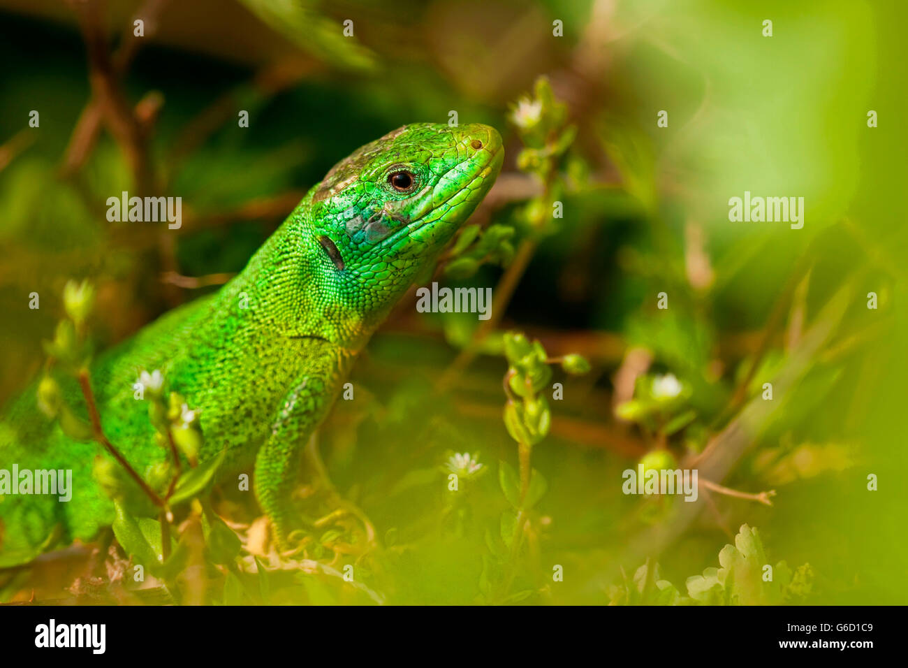 Lacerta bilineata hires stock photography and images Alamy
