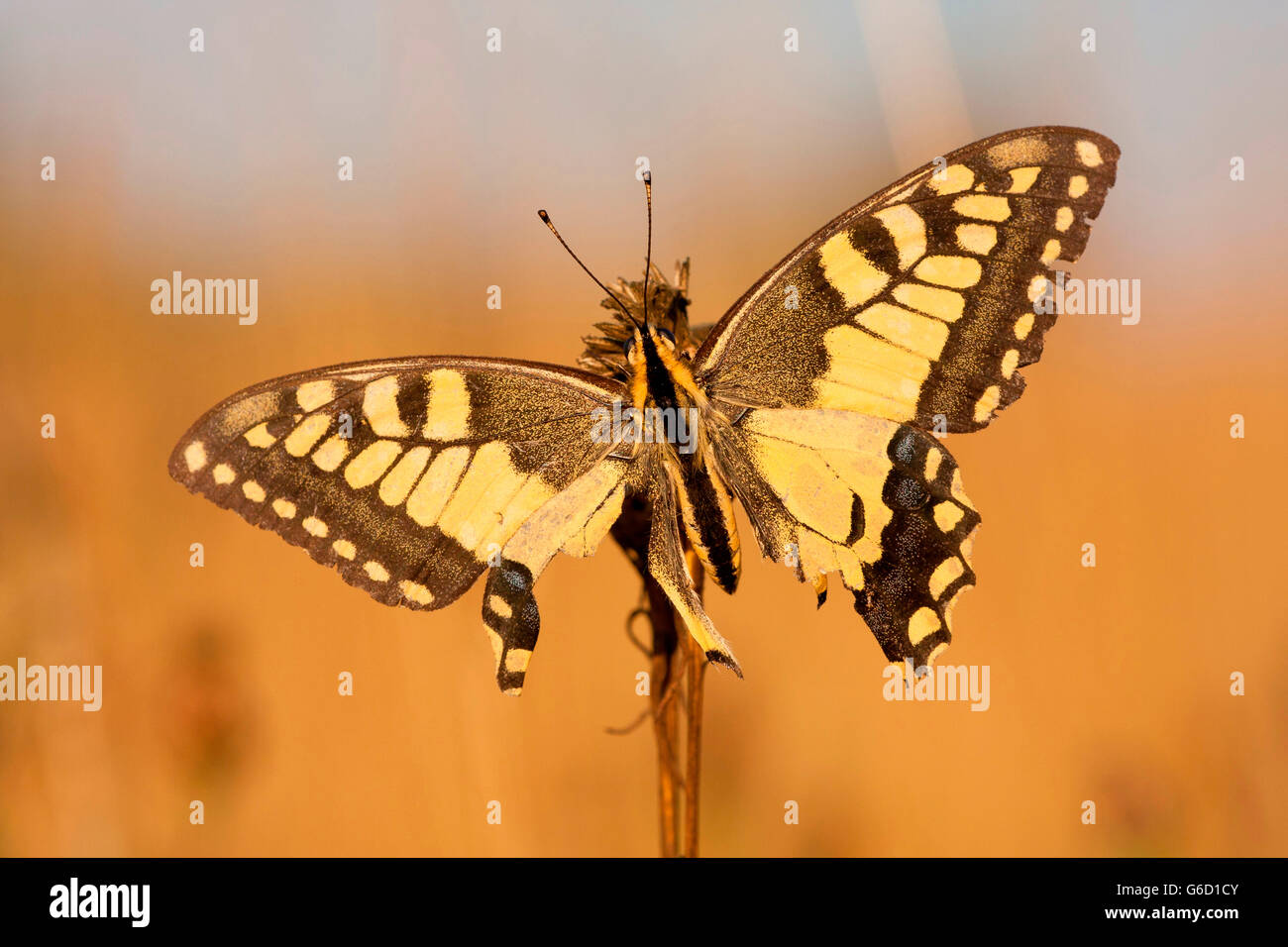 Old World Swallowtail, eroded, Germany / (Papilio machaon) Stock Photo