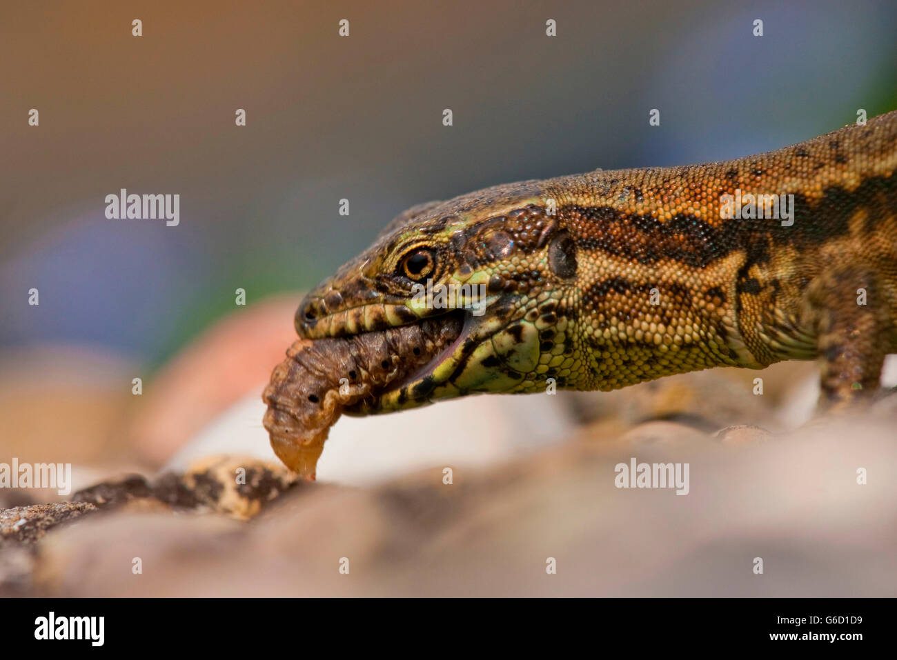 common wall lizard, eating caterpillar, Kaiserstuhl, Germany