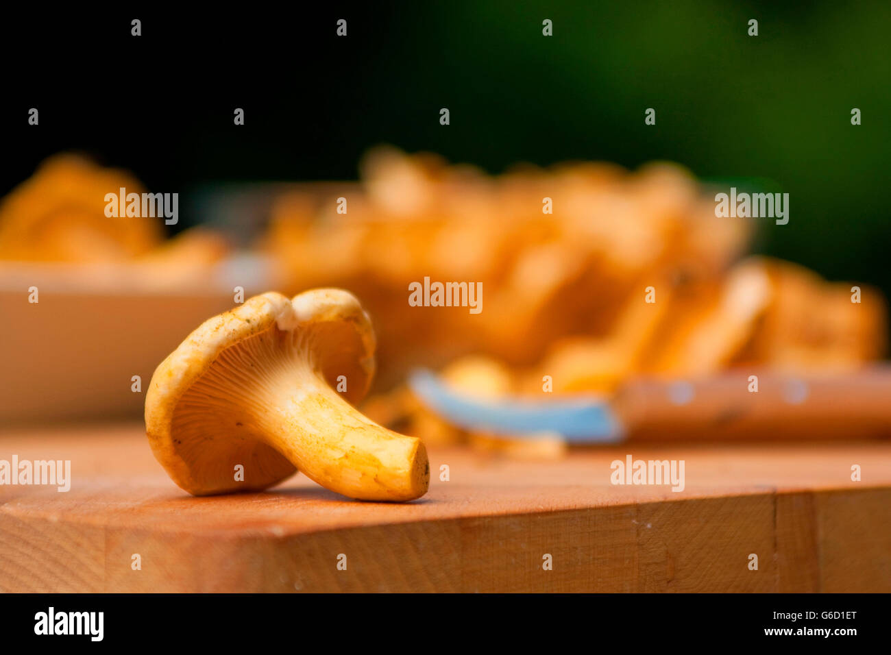 golden chanterelle, collecting mushrooms, mushroom knife, Germany