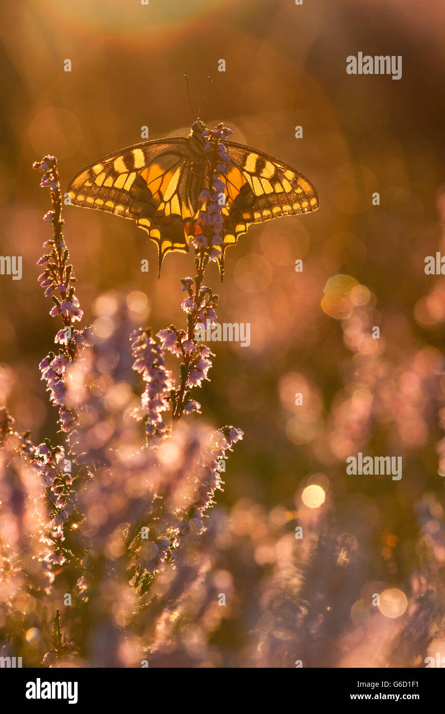 Old World Swallowtail, in heather, Germany / (Papilio machaon) Stock Photo