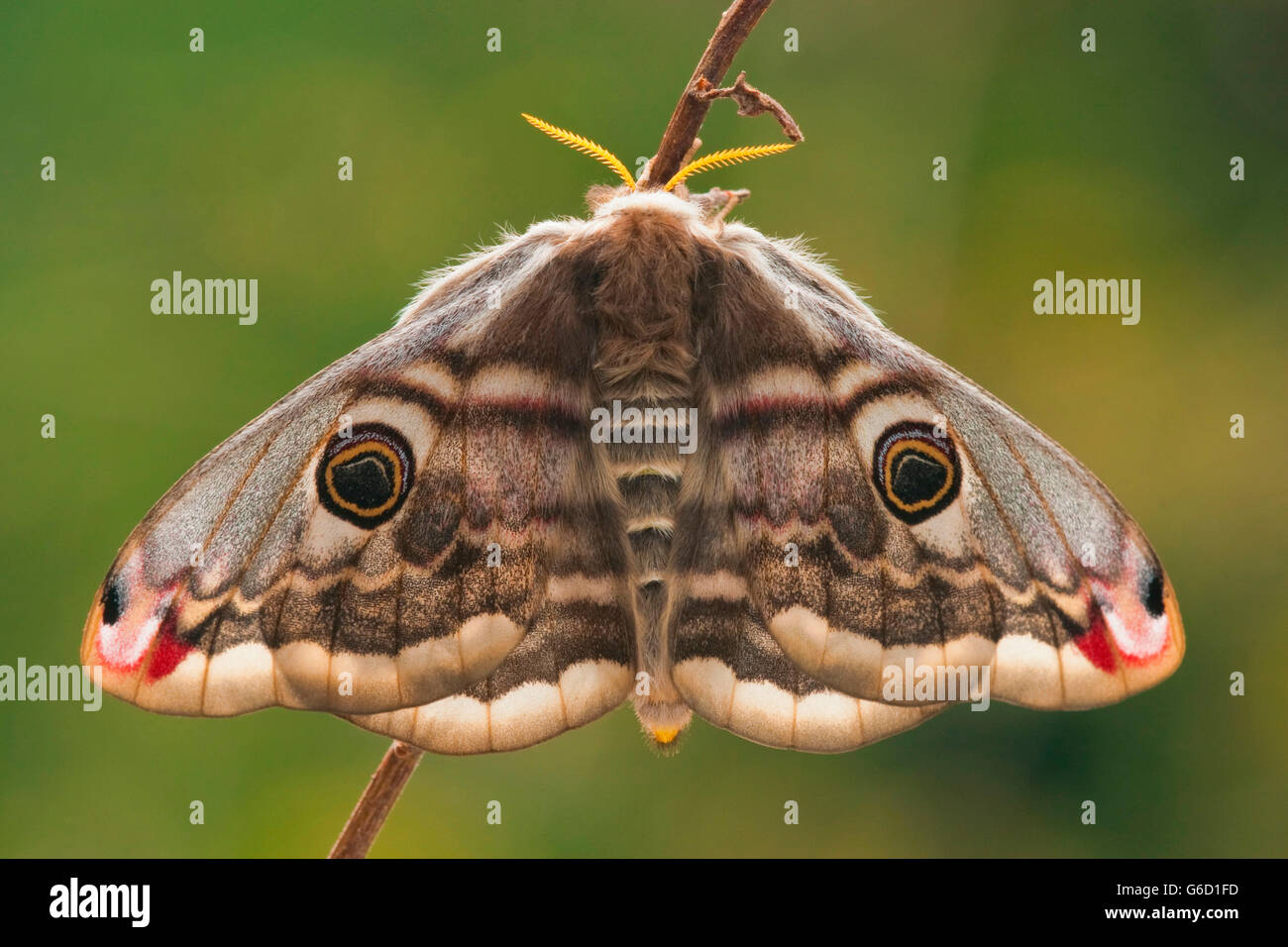 Small Emperor Moth, female, Germany / (Saturnia pavonia Stock Photo - Alamy