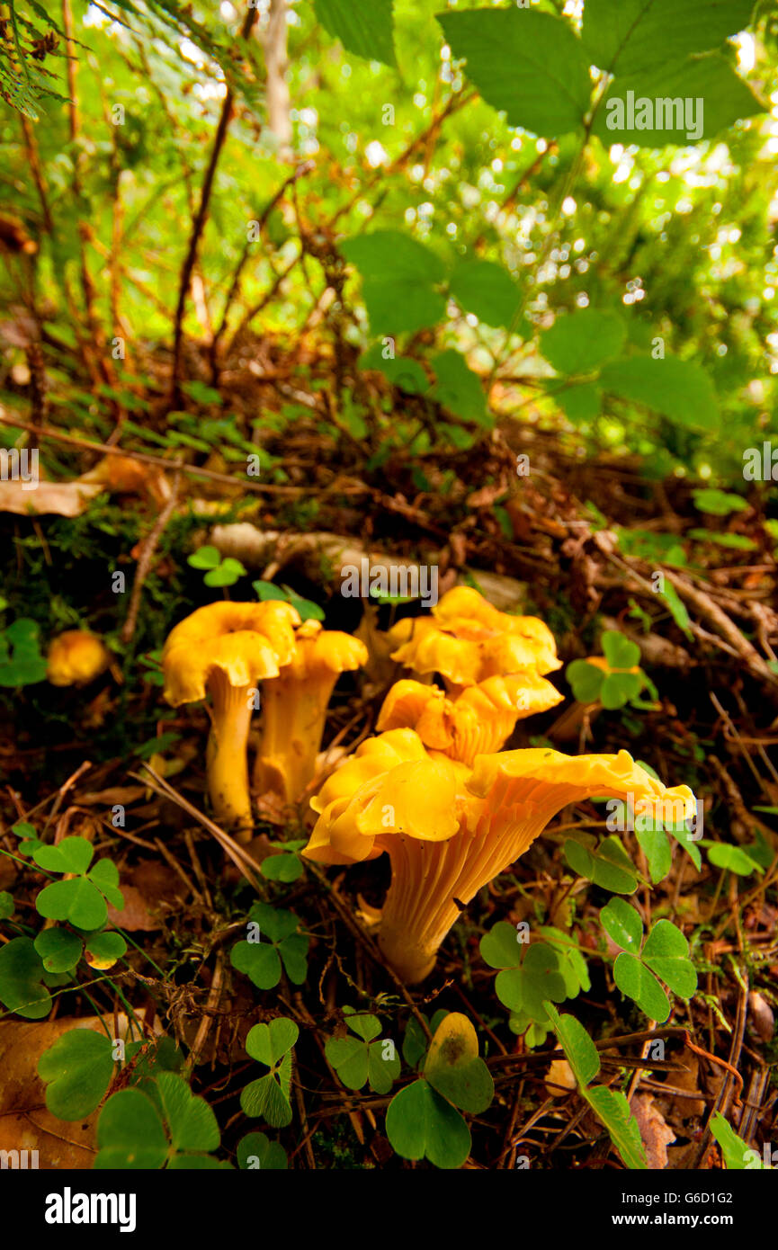 Golden chanterelle cantharellus cibarius hires stock photography and