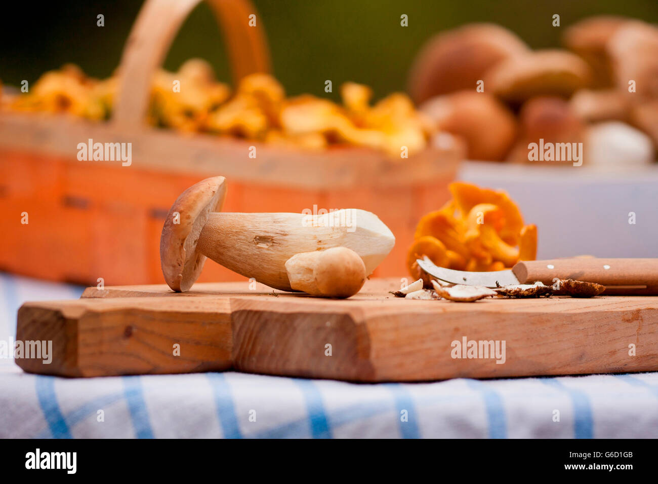penny bun, golden chanterelle, collecting mushrooms, cleaning mushrooms