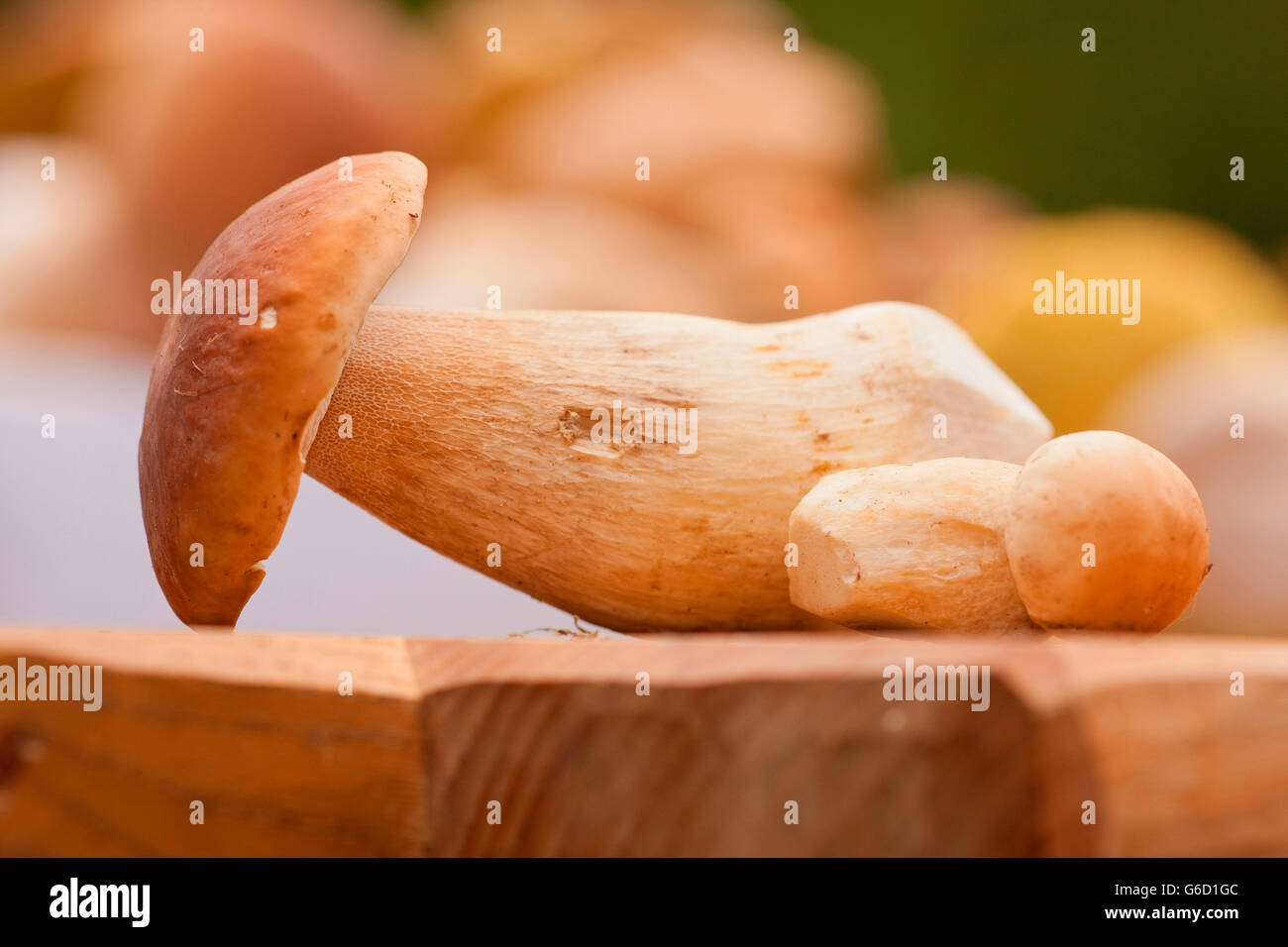 penny bun, cleaning mushrooms, Germany / (Boletus edulis) Stock Photo