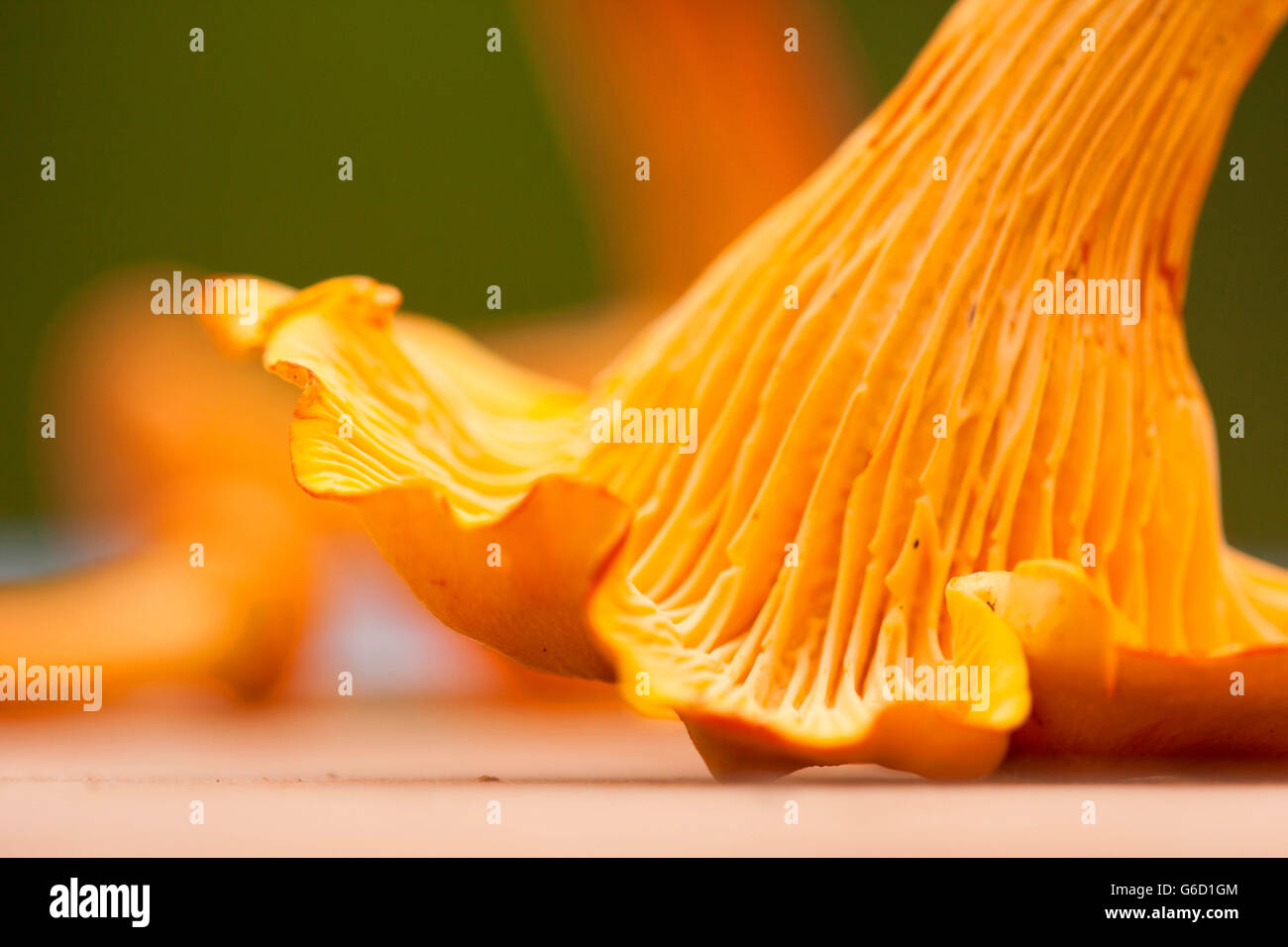 golden chanterelle, collecting mushrooms, Germany / (Cantharellus