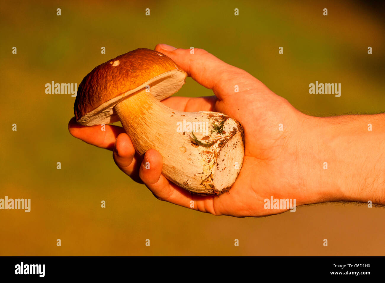 penny bun, collecting mushrooms, in hand, Germany / (Boletus edulis) Stock Photo
