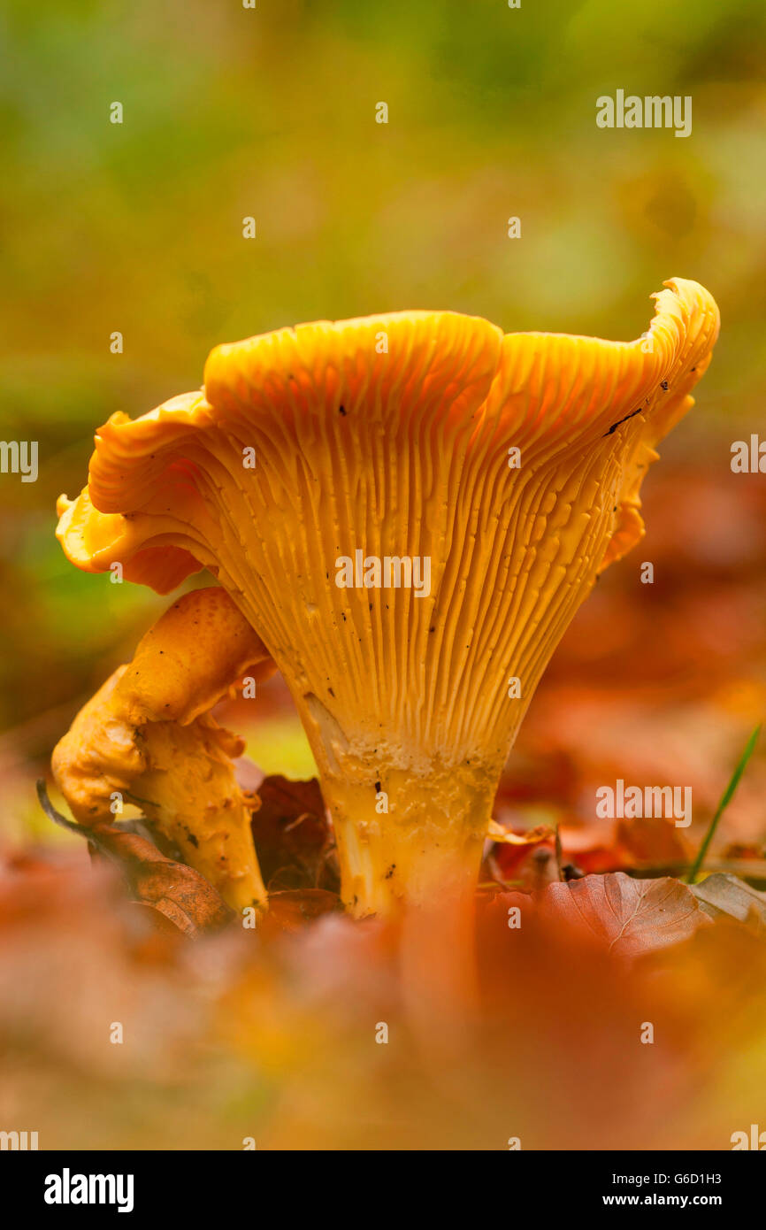 golden chanterelle, Germany / (Cantharellus cibarius Stock Photo Alamy