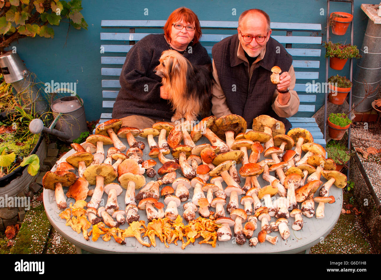 penny bun, golden chanterelle, collecting mushrooms, on table, woman