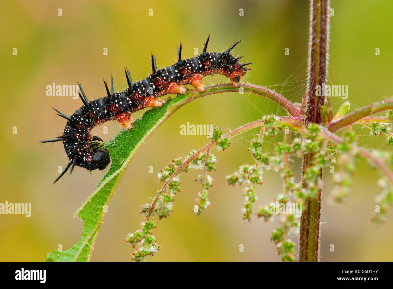 European Peacock, caterpillar, Germany / (Inachis io) Stock Photo