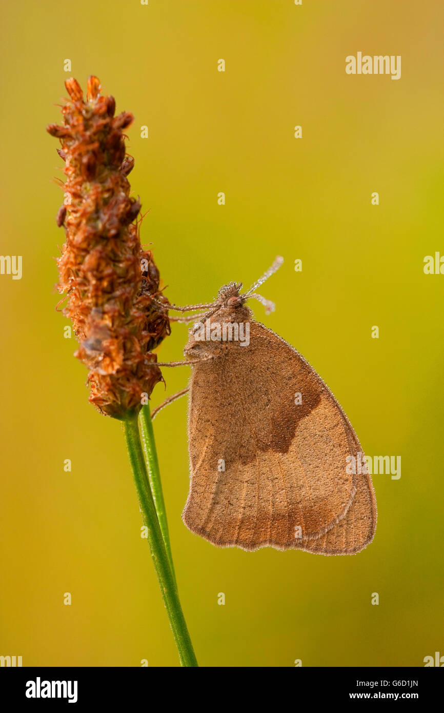 Meadow Brown, dewdrops, in the morning, Germany / (Maniola jurtina) Stock Photo