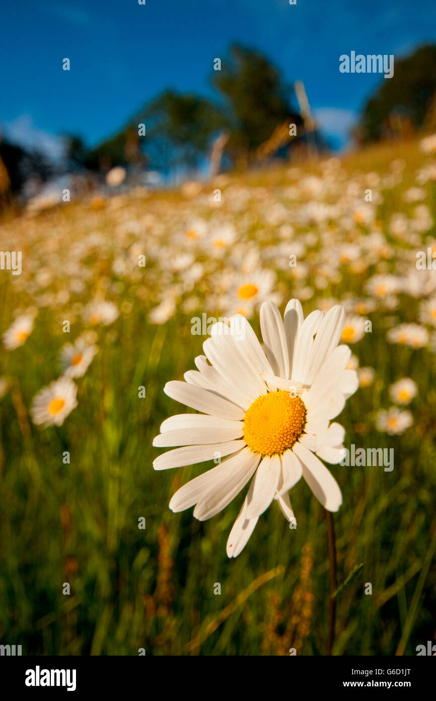 ox-eye daisy, meadow, Germany / (Leucanthemum vulgare) Stock Photo