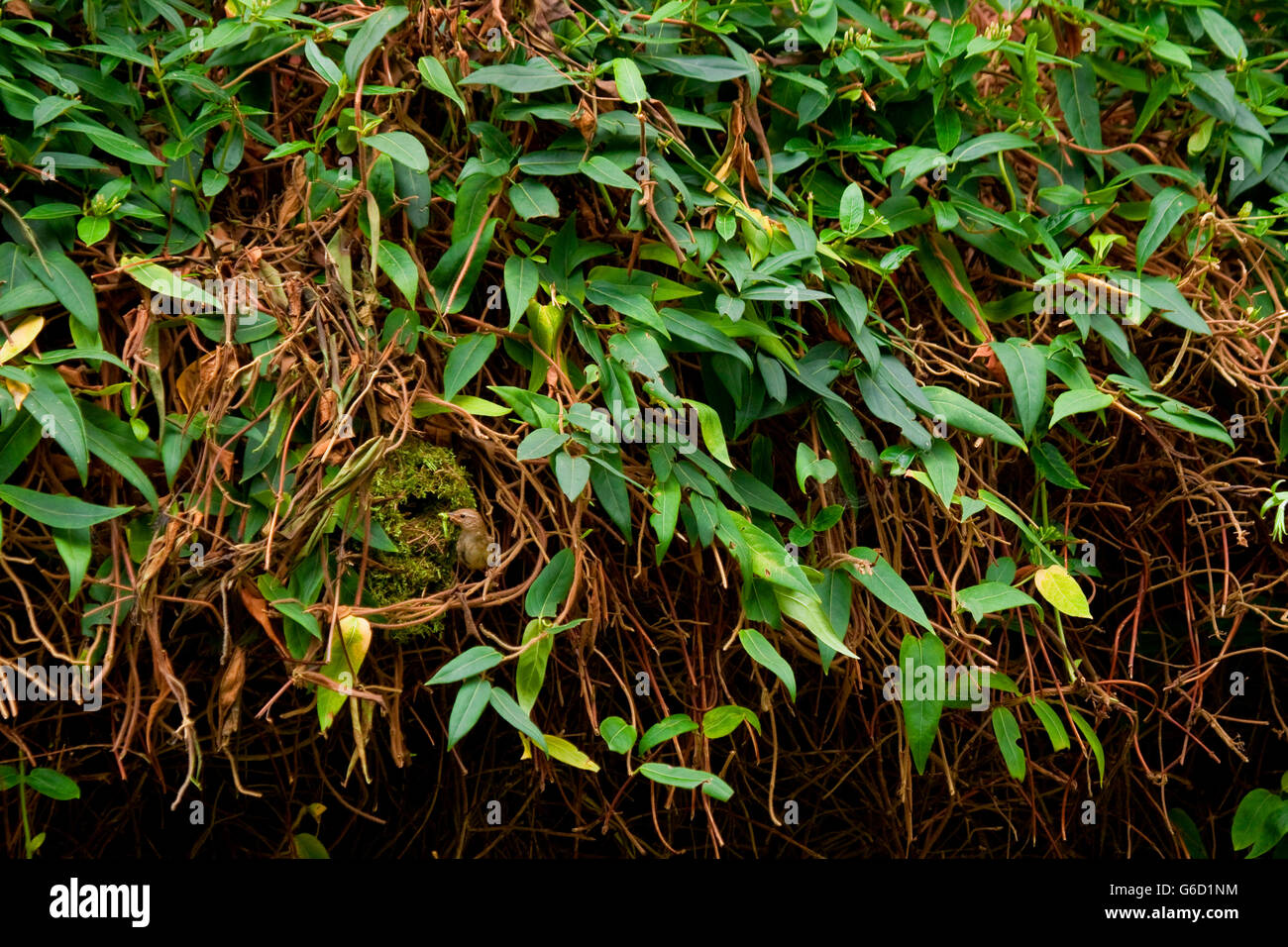 Eurasian wren, bird's nest, Garden, Germany / (Troglodytes troglodytes) Stock Photo