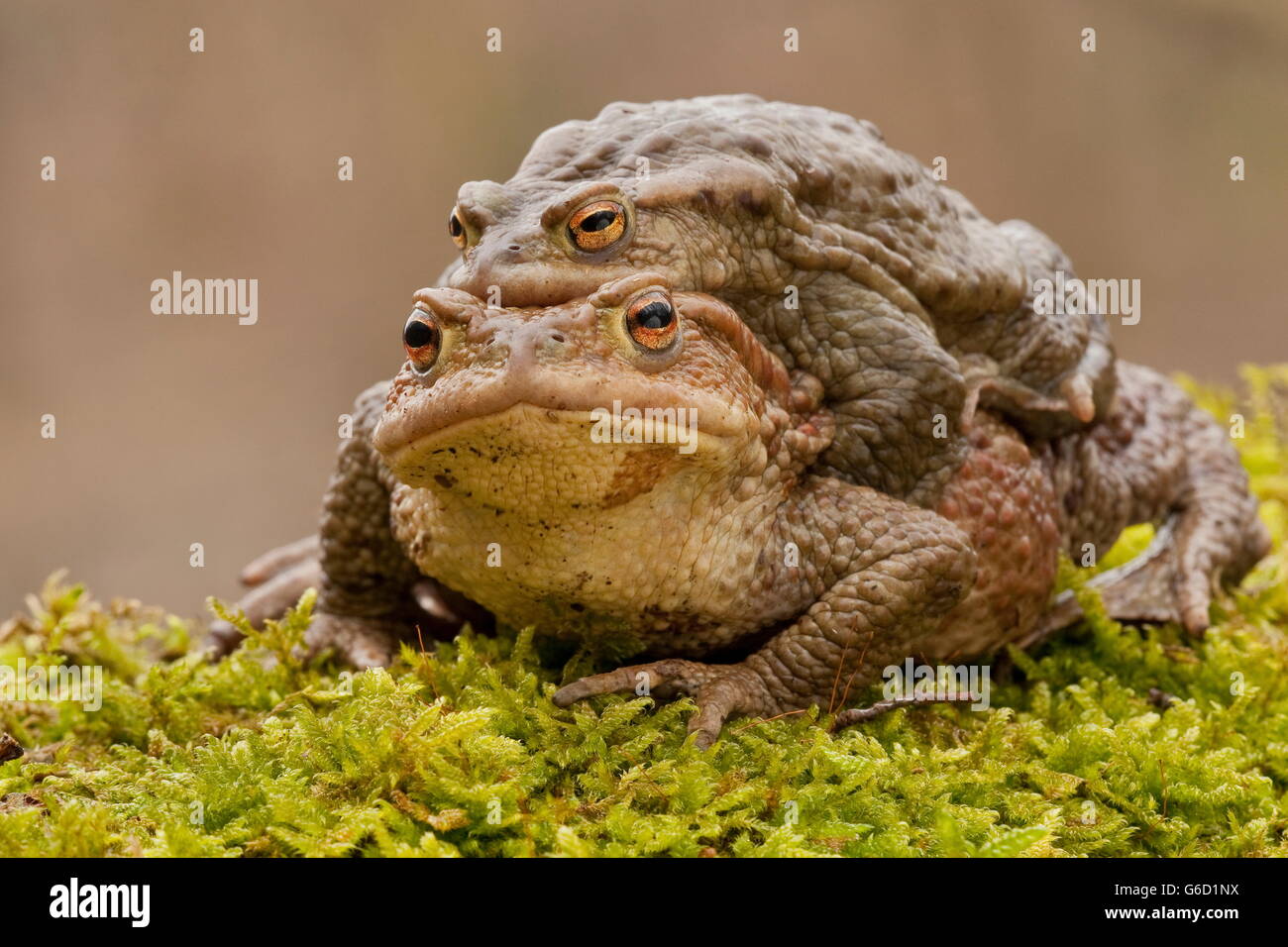 Common Toad, Mating, Germany / (Bufo Bufo Stock Photo - Alamy