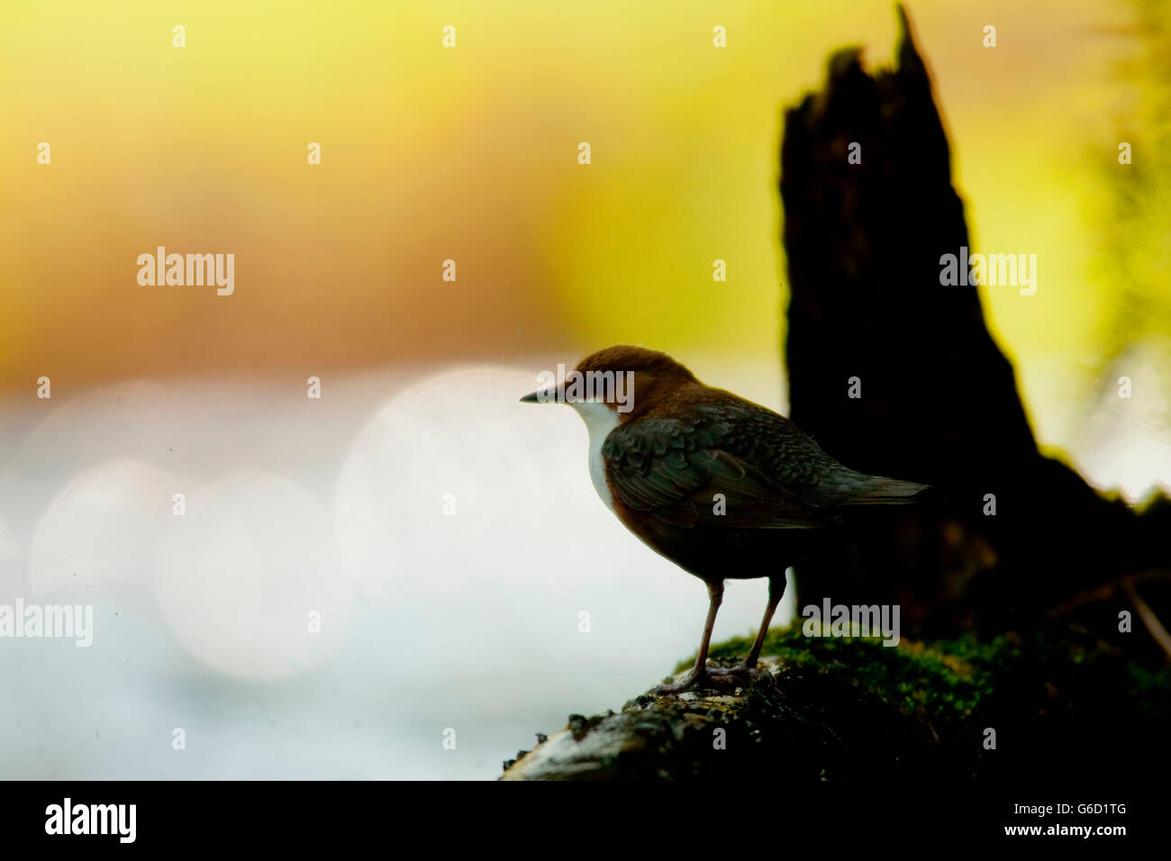 white-throated dipper, Germany / (Cinclus cinclus) Stock Photo