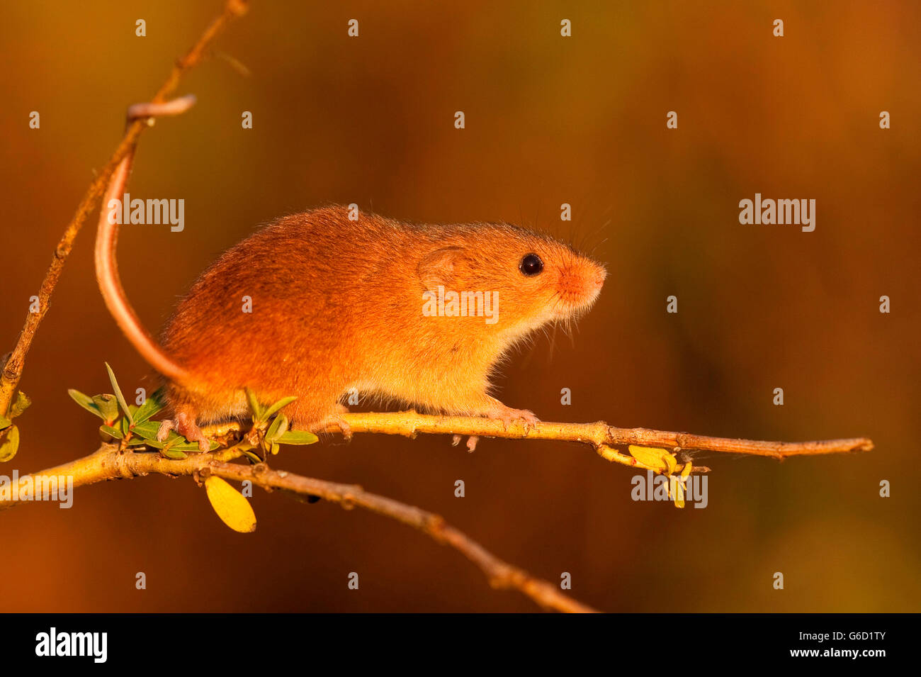 harvest mouse, Germany / (Micromys minutus) Stock Photo