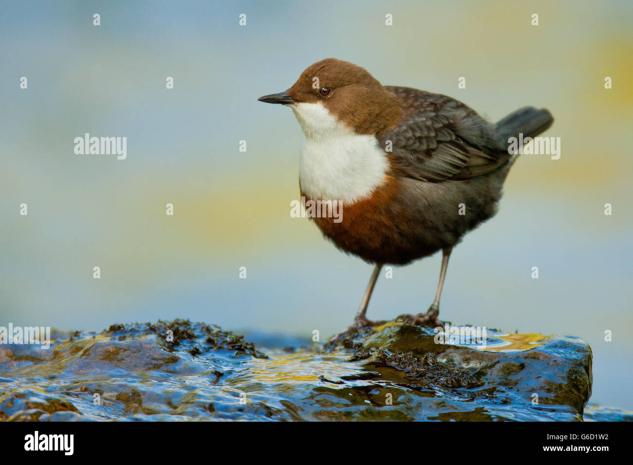 white-throated dipper, Germany / (Cinclus cinclus) Stock Photo