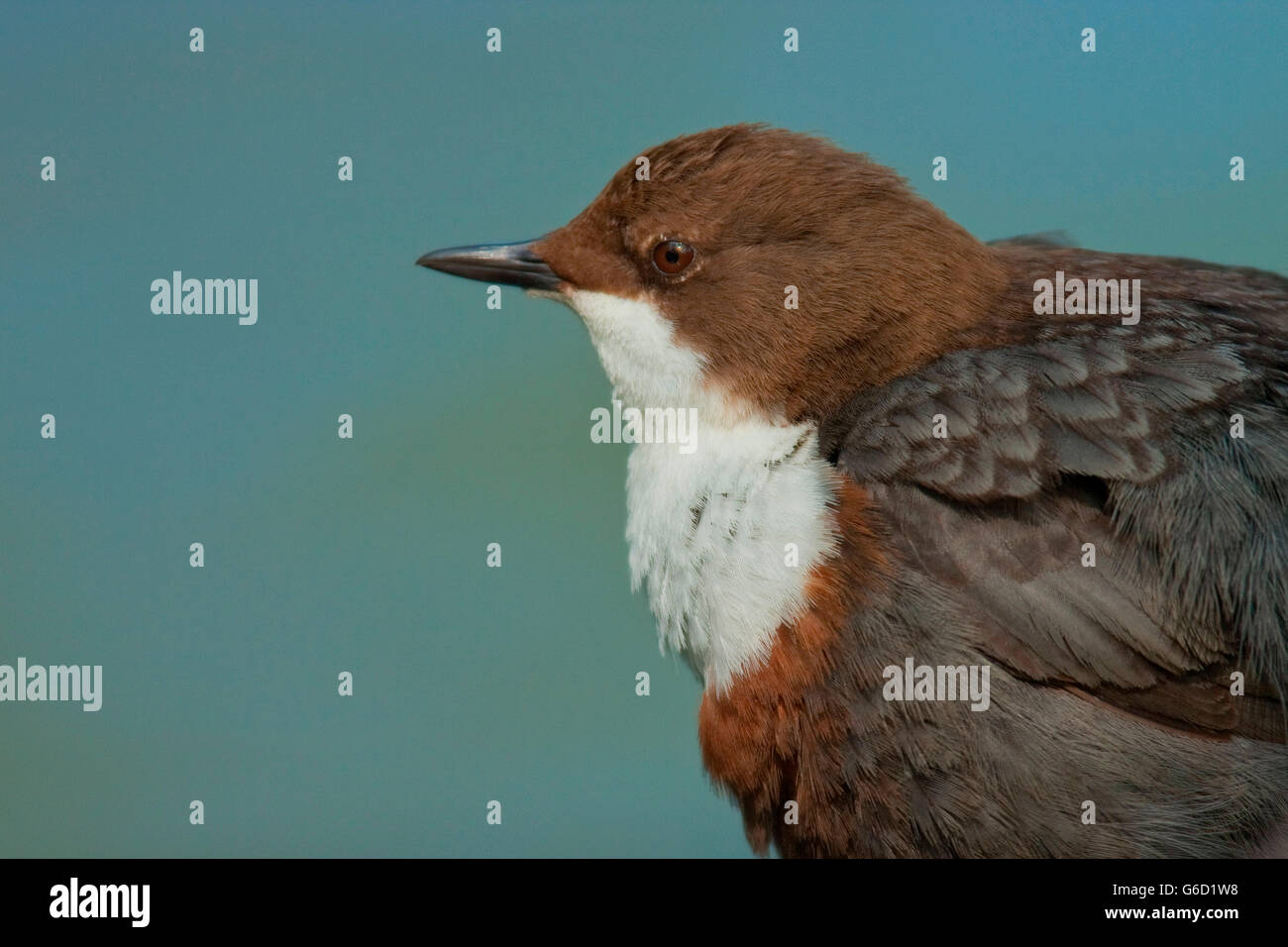 white-throated dipper, Germany / (Cinclus cinclus) Stock Photo