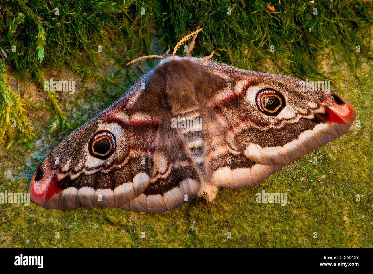 Small Emperor Moth, female, Germany / (Saturnia pavonia Stock Photo - Alamy