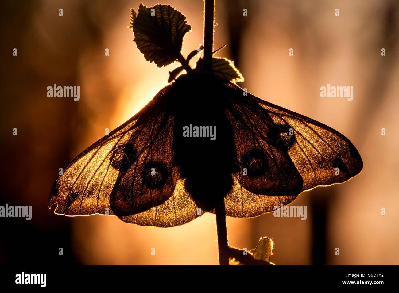 Small Emperor Moth, Germany / (Saturnia pavonia Stock Photo - Alamy
